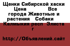 Щенки Сибирской хаски › Цена ­ 18 000 - Все города Животные и растения » Собаки   . Калмыкия респ.,Элиста г.